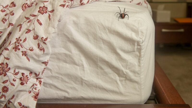 found a spider in my bed now i can't sleep