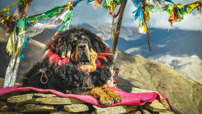 tibetan mastiff biggest dog in the world