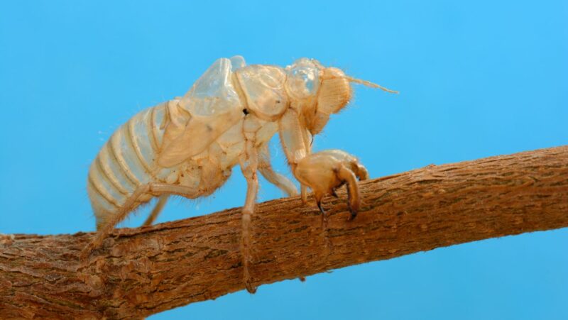 in arthropods locomotion is accomplished by muscles that work against