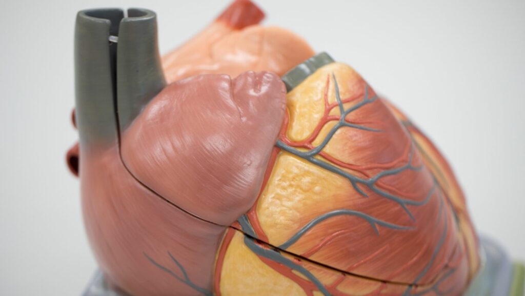 check all that are a function of the pericardium.