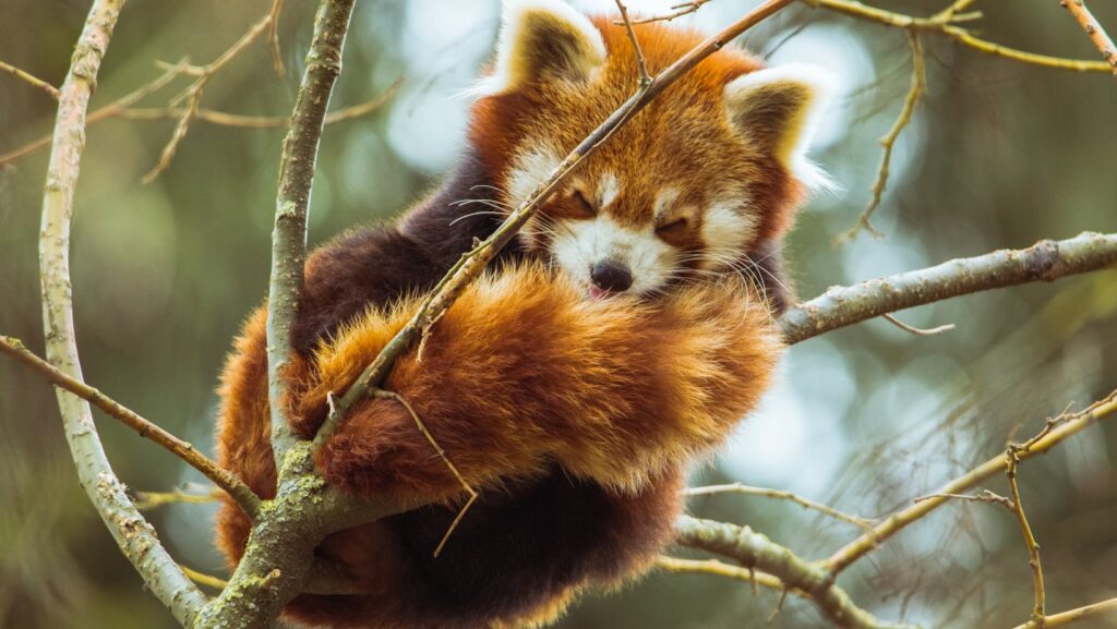 cute:gv_mzkn3tko= red panda