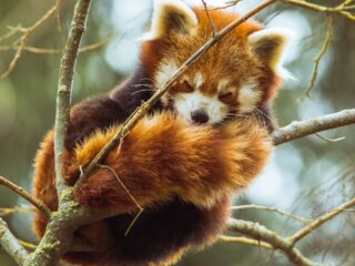 cute:gv_mzkn3tko= red panda
