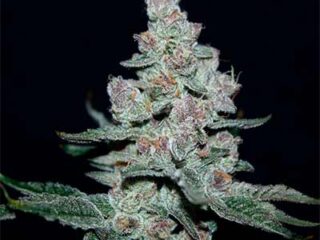 Buy Fire'n Ice seeds by Elev8 Seeds | THC > 20%