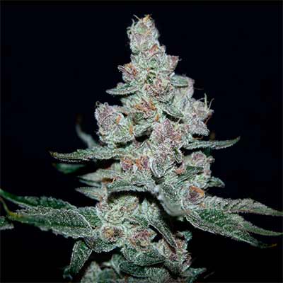 Buy Fire'n Ice seeds by Elev8 Seeds | THC > 20%